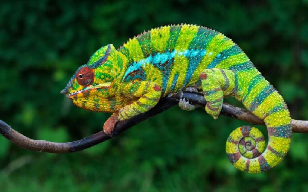 The Curious Case of the Chameleon Brand