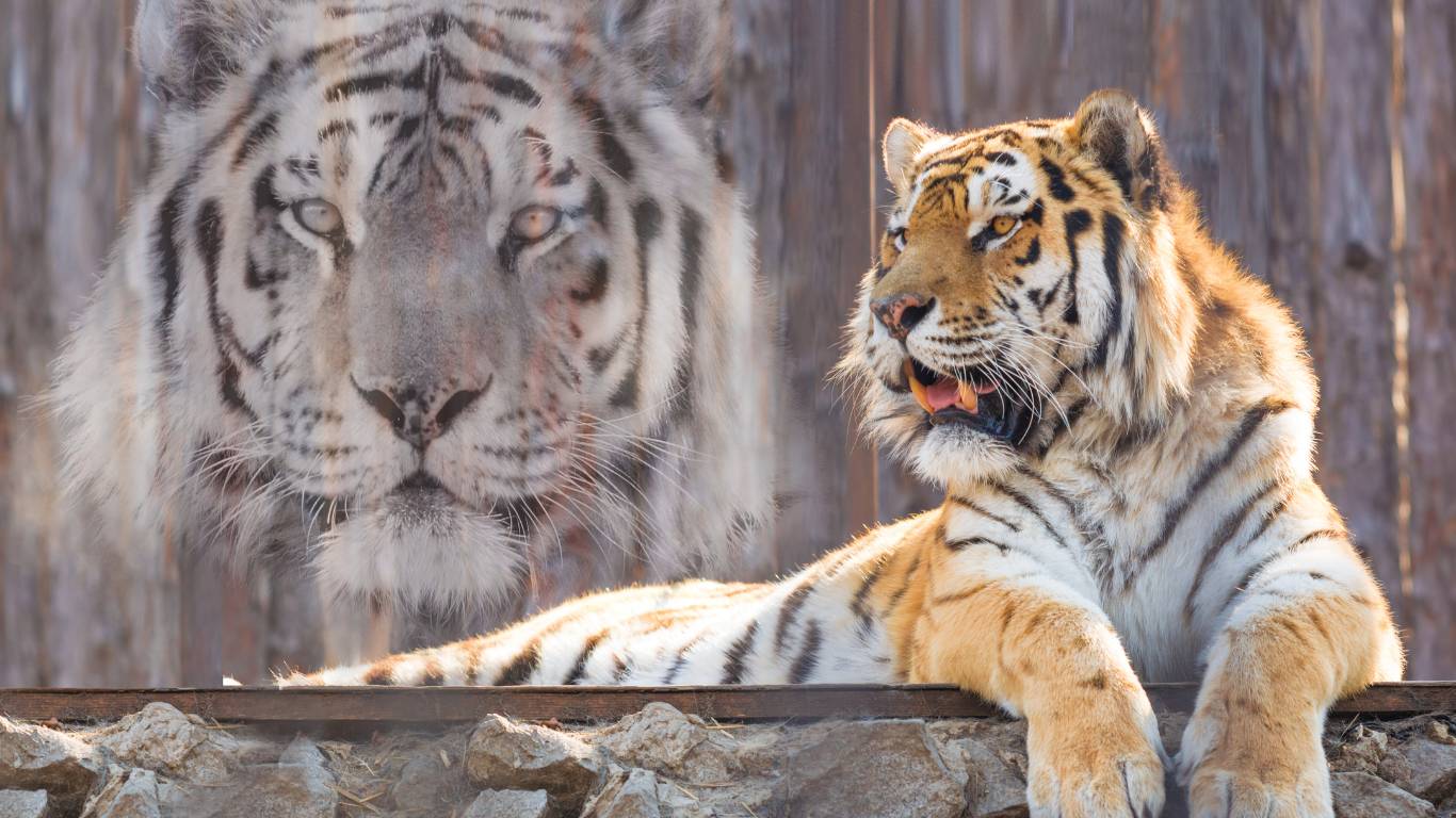 tiger spirit animal image